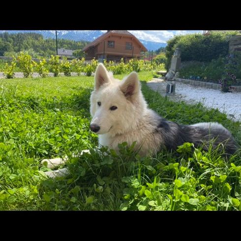 Pflanze,Hund,Fleischfresser,Hunderasse,Begleithund,Gras,Baum,Wolf,Spitz,Grasland,