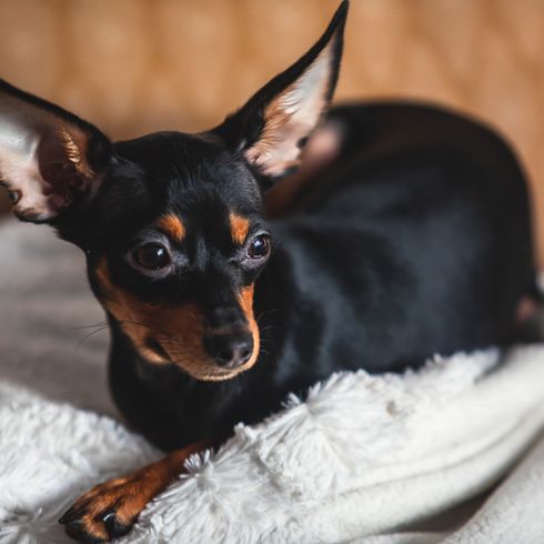 Russkiy Toy rojo marrón, raza de perro pequeño de Rusia, raza de perro ruso, Terrier, Toy Terrier ruso, orejas colgantes con pelo largo, perro parecido al Chihuahua