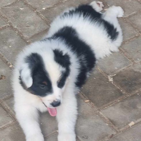 Perro,Carnívoro,Raza de perro,Perro de compañía,Animal terrestre,Border Collie,Pelaje,Canidae,Perro pastor,Animal de trabajo,