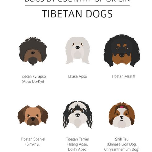 Gráfico de los perros del Tíbet Gráfico de los perros del Tíbet