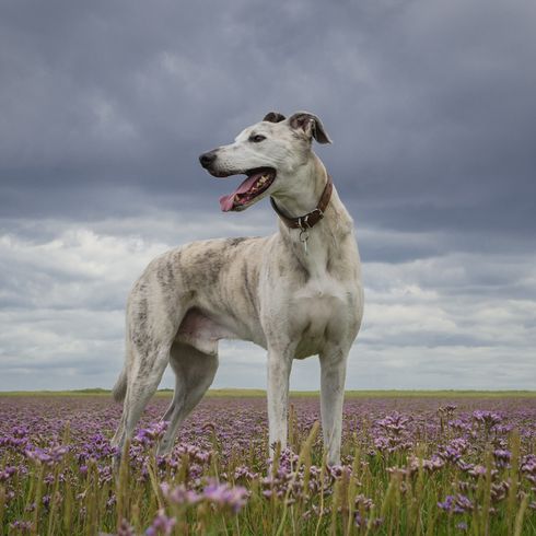 Perro Lurcher de los gitanos de Irlanda, raza canina irlandesa, raza canina grande, galgo, raza híbrida, mestizo de galgo con pelaje liso y corto, tigre con orejas de punta o inclinadas y muy grandes, raza canina gigante, perro de carreras, perro de caza de pie en un prado de flores y con la lengua fuera