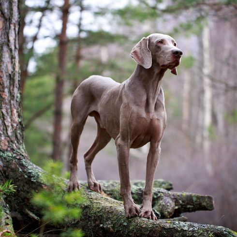 Perro, mamífero, vertebrado, Canidae, raza de perro, Weimaraner, raza puntiaguda, carnívoro, grupo deportivo, perro de caza en el bosque, perro gris grande con orejas largas