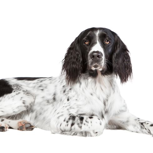 Un grand chien Munsterlander photographié en studio, avec un fond blanc