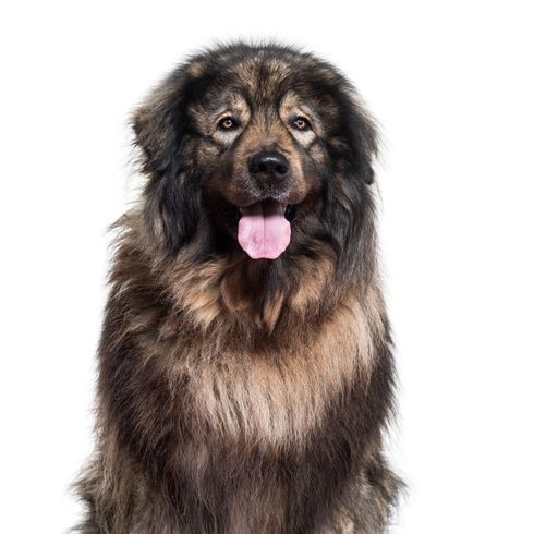 Chien Sarplaninac haletant et regardant la caméra sur fond blanc