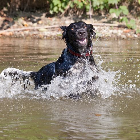 Grand chien du Münsterland marche sur l'eau