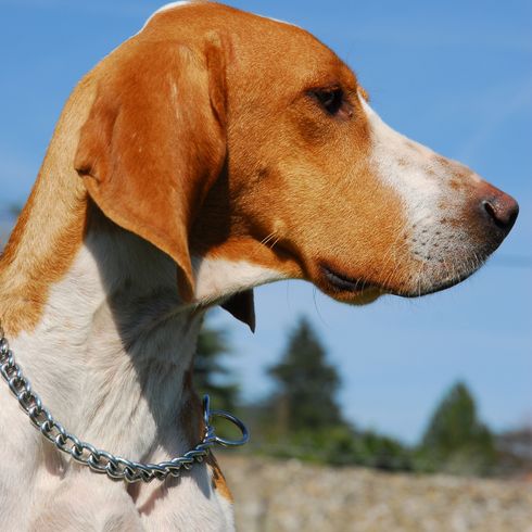 Portrait d'un beau chien de chasse