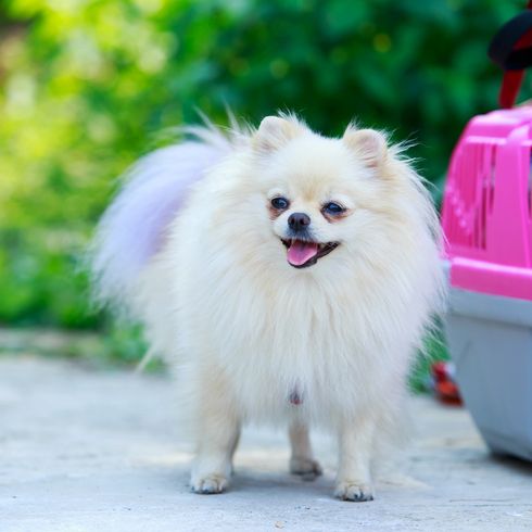 Chien de race Spitz miniature sur un fond de sac de transport