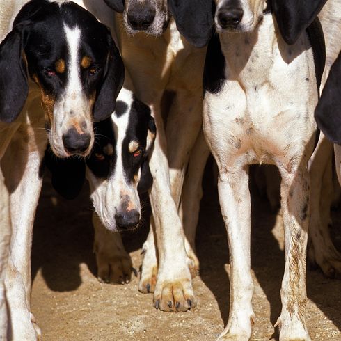 GRAND CHIEN DE CHASSE ANGLO-FRANÇAIS BLANC ET NOIR, MEUTE D'ADULTES