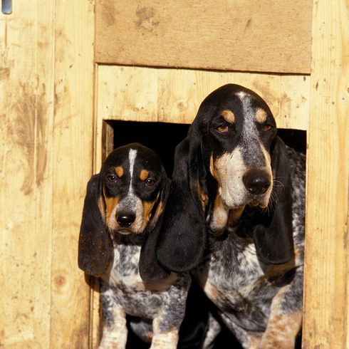 BASSET BLEU GASCON OU BASSET BLEU DE GASCOGNE, FEMELLE AVEC CHIOT DEBOUT DEVANT L'ENTRÉE DU CHENIL