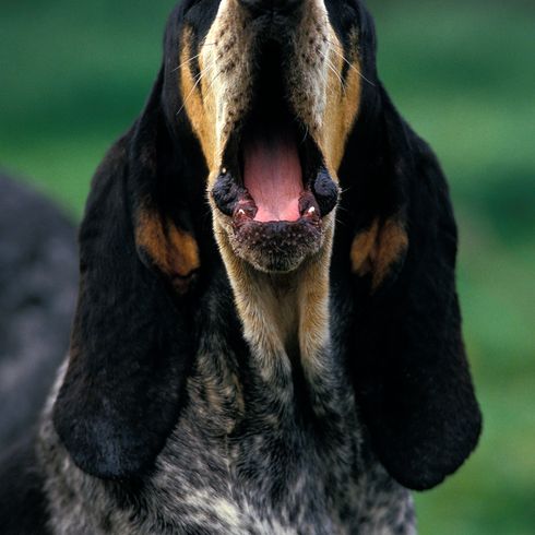 PETIT CHIEN BLEU DE GAZ, ADULTE BÂILLANT