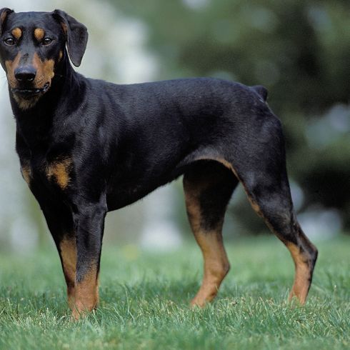 Pinscher allemand debout sur la pelouse Pinscher allemand debout sur la pelouse