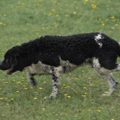 Chien d'eau frison debout sur l'herbe