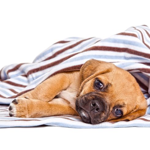 Adorable chiot Puggle Adorable chiot carlin isolé sur fond blanc