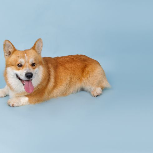 Un chien Corgi sur fond bleu, un espace pour le texte. Photo de haute qualité