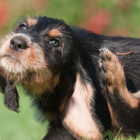 Un chiot Otterhound se gratte derrière l'oreille