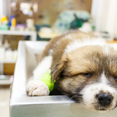 Adorable chiot (chien thaï Bangkaew) malade et endormi sur la table d'opération du cabinet vétérinaire