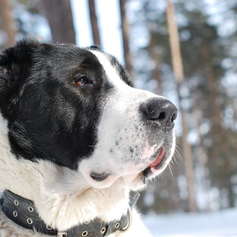 Portrait du chien de berger d'Asie centrale