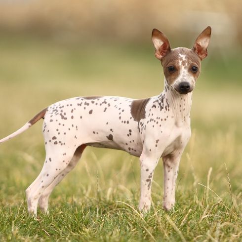 American Hairless chien nu à pois