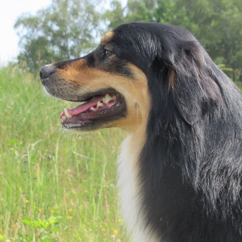 Australian Retriever © Shira naomi Lente Hund,Hunderasse,Fleischfresser,Begleithund,Baum,Gras,Schnauze,Sportliche Gruppe,Schnurrhaare,Hütehund,