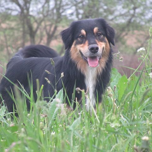 Australian Retriever © Shira naomi Lente Hund,Pflanze,Fleischfresser,Begleithund,Gras,Hunderasse,Baum,Hütehund,Grasland,Canidae,
