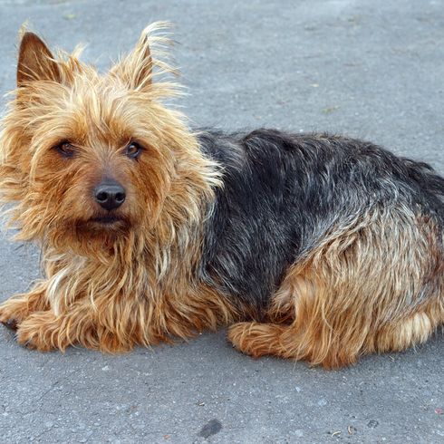 Ter Terrier australien gris mar mar mar mar mar mar Terrier australien, petit chien de race, chiens australiens, chien aux oreilles dressées, chien terrier, race de chien débutant, chien pour la ville, petit chien de berger, chasseur de rats, chien qui chasse les rats, chien à crinière