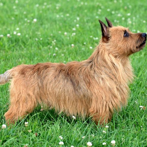 Terrier australien, petit chien de race, chiens australiens, chien aux oreilles dressées, chien terrier, race de chien débutant, chien pour la ville, petit chien berger, chasseur de rats, chien qui chasse les rats, chien à crinière, vue du corps entier du Terrier