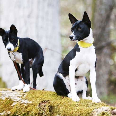 Basenji noir et blanc aux oreilles dressées près d'une forêt, deux chiens Basenji qui ont l'air spéciaux, chien de taille moyenne aux oreilles dressées et au pelage court.