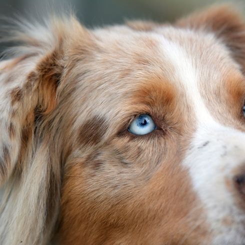 Berger australien aux yeux bleus, grand chien blanc marron avec oreilles en triangle, chien de berger d'Australie