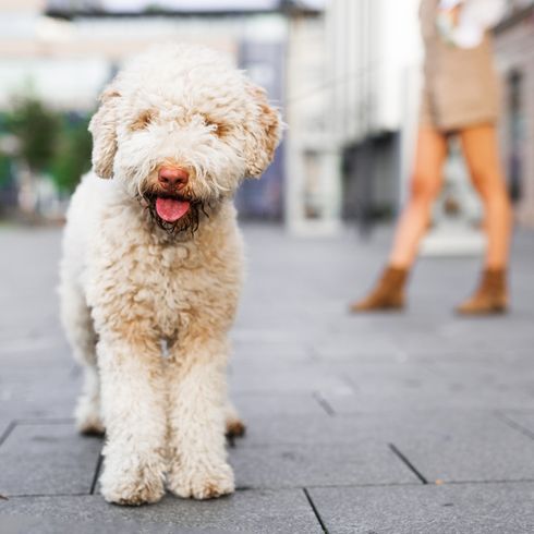chien truffier blanc Lagotto Romagnolo chien blanc à boucles d'Italie, Lagotto Romagnolo, chien de chasse, chien de recherche, chasse aux truffes en Italie avec le Lagotto, chien d'eau, ressemble à un chien d'eau espagnol, chien semblable au caniche, chien à boucles blanches