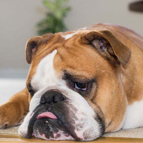 La sous-occlusion du bouledogue anglais chien, mammifère, vertébré, vieux bulldog anglais, race de chien, Canidae, bulldog, bulldog anglais brun et blanc, sous-occlusion d'un vieux bulldog anglais, malocclusion de la dentition chez les bulldogs