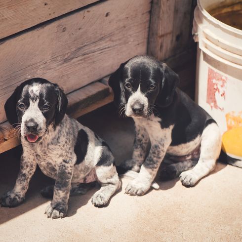 Description de la race Braque d'Auvergne, tempérament et apparence du chien d'arrêt français, chien de chasse noir et blanc, chien de chasse de race française, Braque d'Auvergne chien de chasse avec proie, chien de race tacheté, chien similaire au Dalmatien, chiots de race Auvergne, chien d'arrêt France