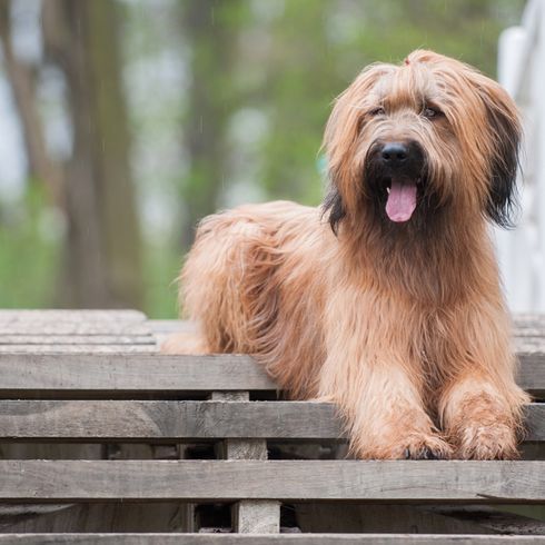 briard brun clair à poil long ondulé, chien à poil long, chien semblable à un caniche de berger, chien semblable à un caniche