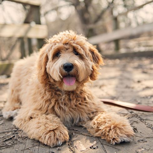 Chien, Mammifère, Vertébré, Canidé, Race de chien, Carnivore, Race similaire au Goldendoodle, Chien similaire au Cockapoo, Croisement de caniches, Groupe sportif, Labrador Mongrel pour les personnes allergiques, Race hypoallergénique, Brown Labradoodle