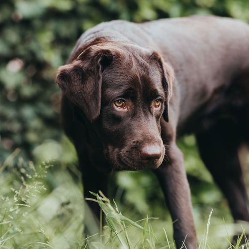 Labrador brun Chien, Mammifère, Vertébré, Canidé, Race de chien, Labrador Retriever, Retriever, Carnivore, Groupe sportif, Race d'arrêt,