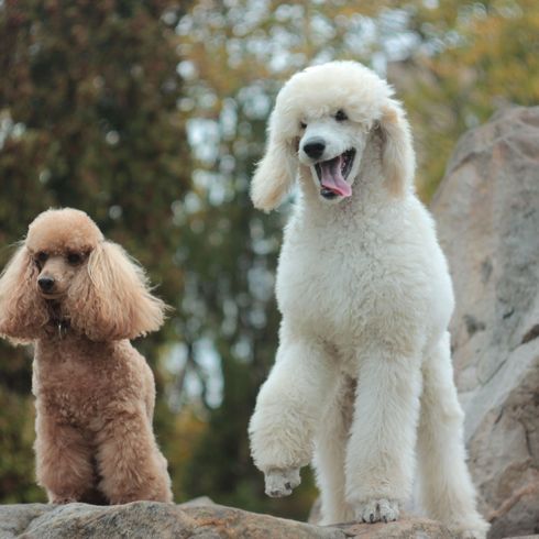 Chien, mammifère, vertébré, Canidae, caniche standard, race de chien, caniche, carnivore, petit caniche nain marron, grand caniche géant blanc