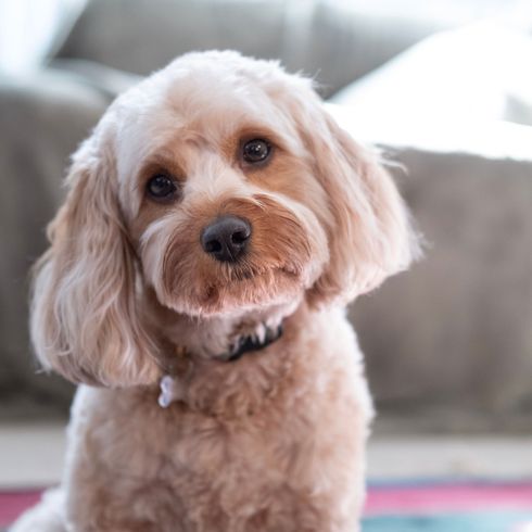 Cavapoo blonde Chien, Mammifère, Vertébré, Race de chien, Canidae, Chien similaire à Maltepoo, Race similaire à Cockapoo, Blonde Cavapoo, Carnivore, Chien de compagnie, Caniche Mongrel, Race hypoallergénique, Chien allergique