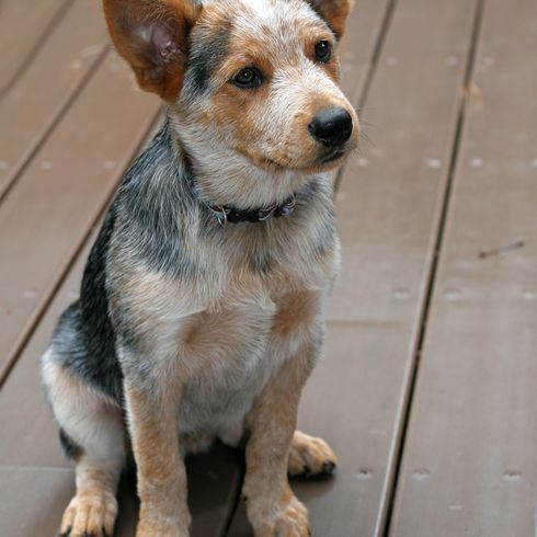 Chiot bouvier australien assis sur la terrasse, petit chien brun noir blanc avec des taches et des oreilles dressées, race de chien australien