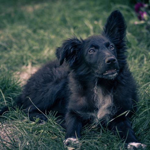 chien de race noire, chien de berger croate, Hrvatski ovčar, chien de berger croate, chien de berger, chien de Croatie, chien similaire au Pumi, chien similaire au Spitz, chien noir, chien de taille moyenne, chien de berger, chien aux oreilles dressées sur un sol en gravier.