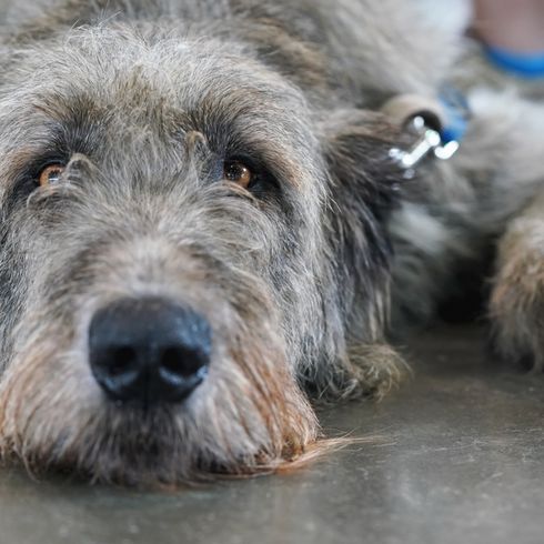 Chien de chasse écossais couché Scottish Deerhound, chien de race écossaise, chien de race géante, chien à poil dur