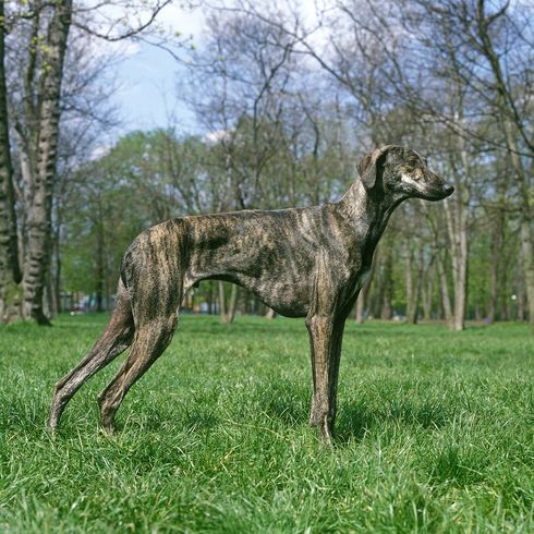 Chien de race qui est maquereau, chien bringé, grand chien de race, chien arabe, grand chien de race maigre, sloughi