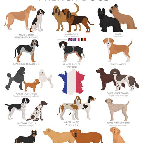 Infographie sur les races de chiens français Description de la race Braque d'Auvergne, tempérament et apparence du chien d'arrêt français, chien de chasse noir et blanc, race de chiens de chasse de France, chien de chasse Braque d'Auvergne avec proie, aperçu de toutes les races de chiens de France, chiens français