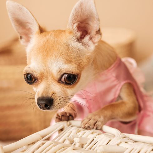 mammifère, chien, vertébré, canidé, race de chien, chihuahua blond, peau, chiot, carnivore, museau, petit chien qui aboie beaucoup et qui a des yeux saillants