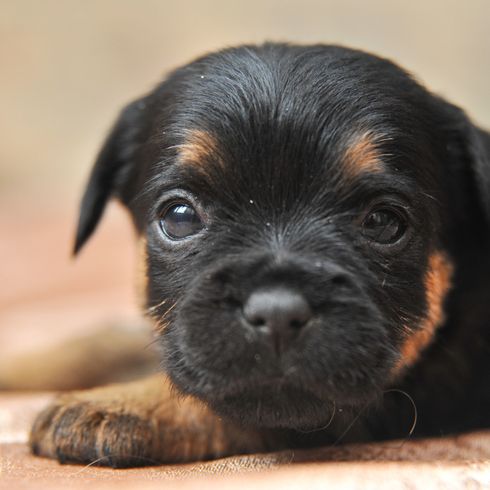 Chiot terrier allemand de chasse noir brun