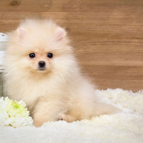 Chien, mammifère, vertébré, Canidae, Spitz, race de chien, Poméranien, Volpino italiano, Spitz allemand blanc, chiot,