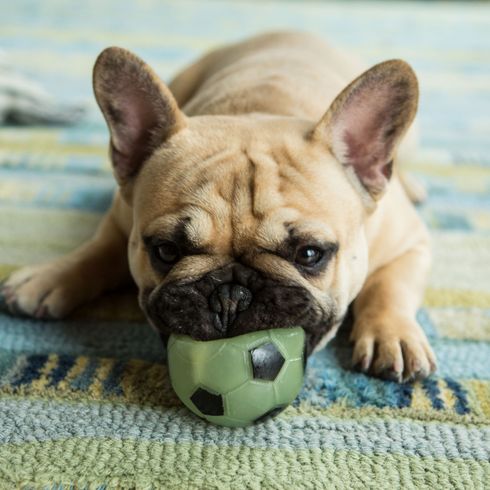 chiot bulldog français jouant Chien, mammifère, vertébré, canidé, race de chien, chiot bouledogue français fauve joue avec une balle, bouledogue jouet, museau, bouledogue, carnivore,