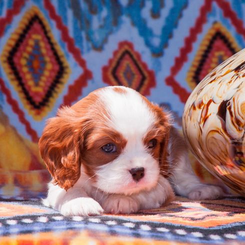 Chien, mammifère, vertébré, Canidae, race de chien, King Charles Spaniel, Cavalier King Charles Spaniel, carnivore, chiot, chien de compagnie,