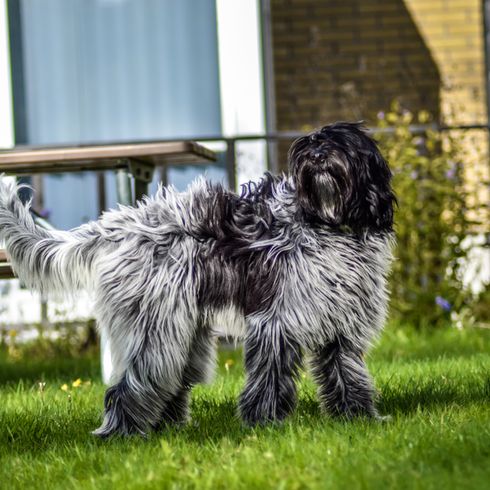 Chiot Schapendoes gris blanc sur un pré