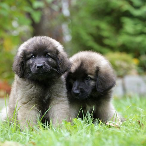 Mammifère, Chien, Vertébré, Race de chien, Canidae, Chien semblable à Sarplaninac, Chiot, Race semblable à Berger du Caucase, Leonberger, Carnivore, Gris Leonberger, Chiots