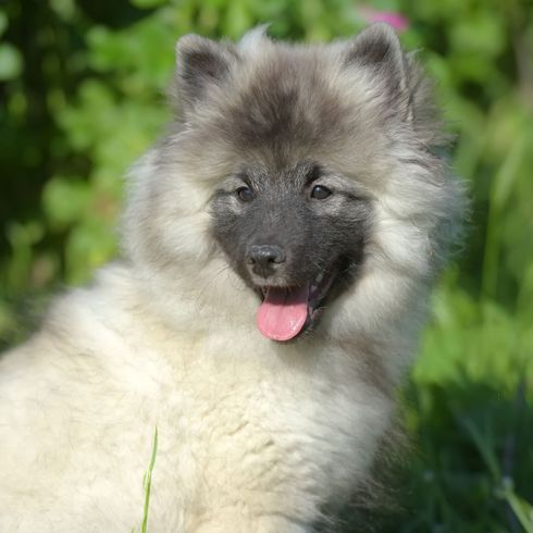 chiot wolfspitz gris Chien, mammifère, vertébré, Canidae, race de chien, Keeshond, race similaire à l'Eurasienne, carnivore, Spitz allemand moyen, Spitz, chiot gris