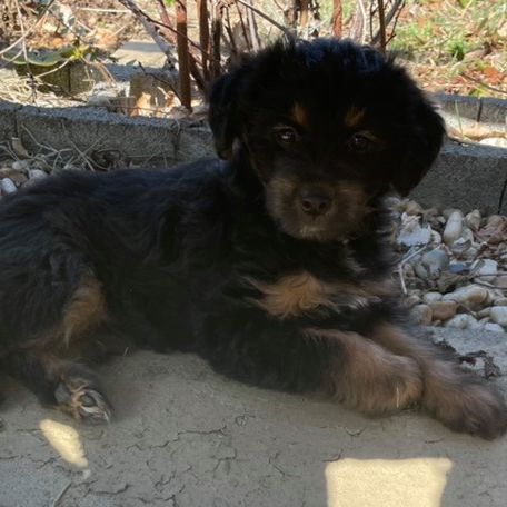 Chiot Yorkiepoo Chiot Yorkiepoo, mélange de Yorkshire Terrier et de Caniche, race hybride, race hypoallergénique, petite race de chien pour les débutants, chien pour les personnes allergiques aux poils de chien.